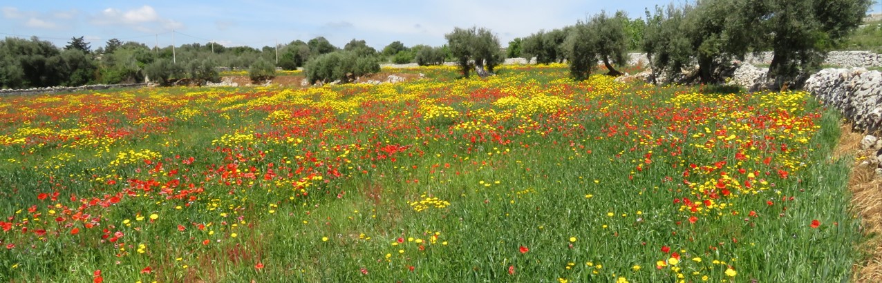 Macchia mediterranea